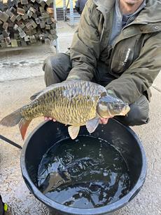 Karper uitzet Friese Boezem