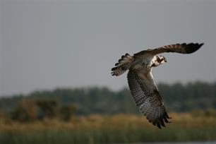 Monitoringsrapport Lauwersmeer