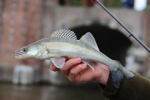 Streetfishing 19 sept Sneek