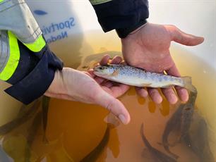 Zeeforel uitzet in Lauwersmeer 